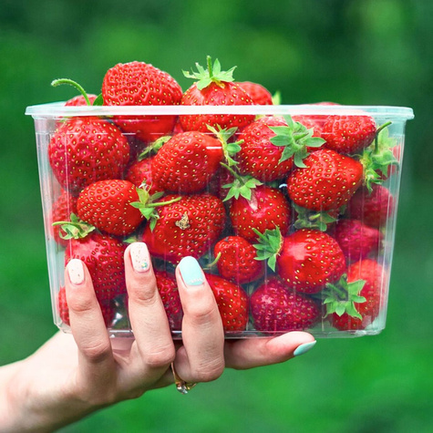 Truskawka ELKAT śr. wczesna OBFICIE OWOCUJĄCA ODMIANA sadzonki 10 szt