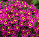 Calibrachoa Mini Surfinia Cabaret Early Bumble Bee Hot Pink różowo-żółta NOWOŚĆ