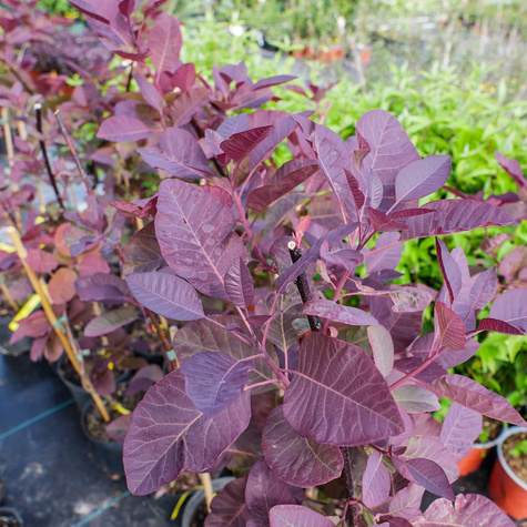 Perukowiec podolski Grace (C2)