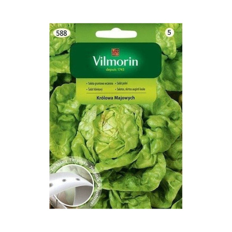 Nasiona na taśmie Sałata gruntowa Królowa Majowych 7m