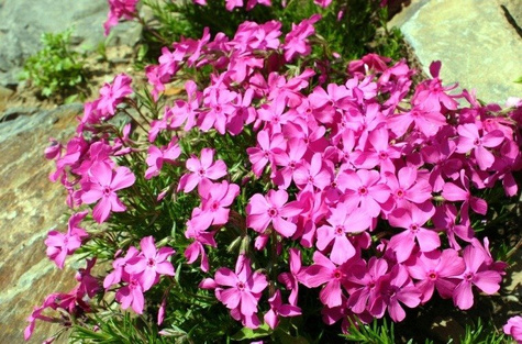 Płomyk szydlasty Floks McDaniel's Cushion