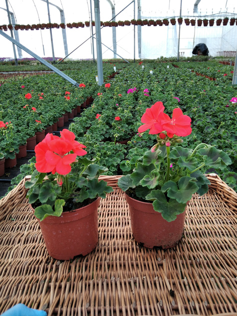 Pelargonia stojąca pomarańczowa Piękne sadzonki