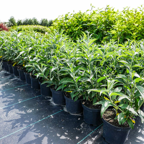 Budleja Davida Nanho Blue (C2)