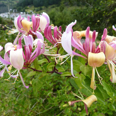 Wiciokrzew pomorski Serotina (C2)