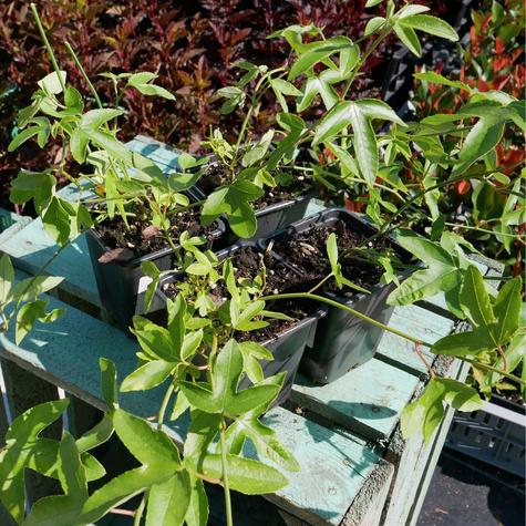 Męczennica modra Constance Elliott (P9)