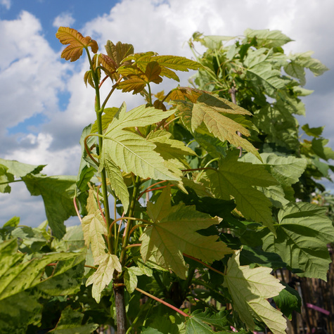 Klon jawor Leopoldii szczepiony na pniu