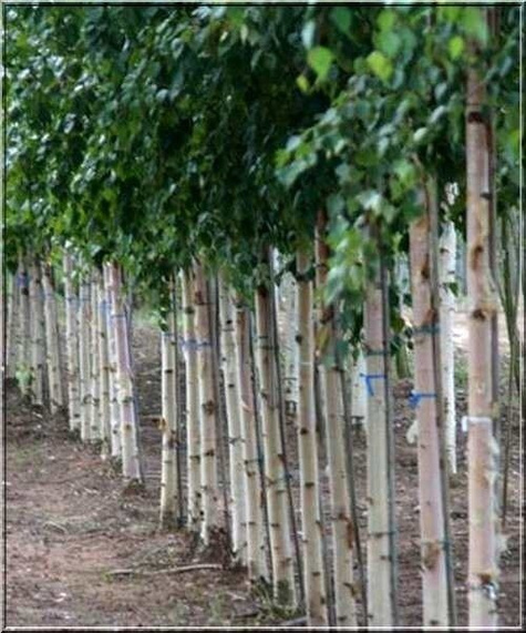 Brzoza Pożyteczna Brzoza Himalajska Long Trunk Szczepiona (Pa 160, obw.8-14cm h 180/250)