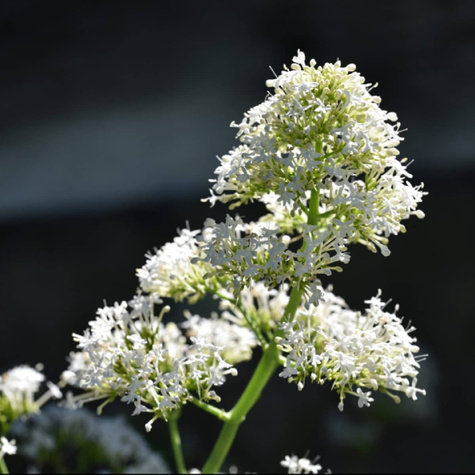 Ostrogowiec czerwony Albus (C2)