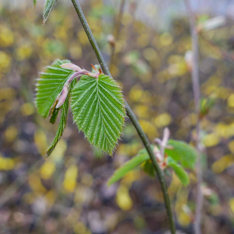 Grab pospolity Soliter Aleja Szpaler Figura (C2)