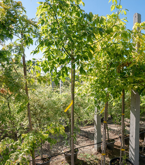 Klon jesionolistny Aureovariegatum (Pa 120/160, obw. 8/16cm, H-200/300)