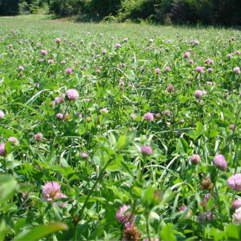 Koniczyna łąkowa cena za 1 kg