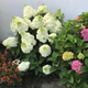 Hortensja bukietowa Magical Matterhorn (C2)
