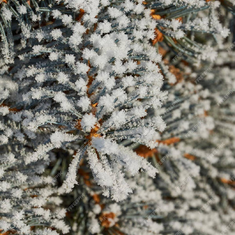 Świerk kłujący Apache