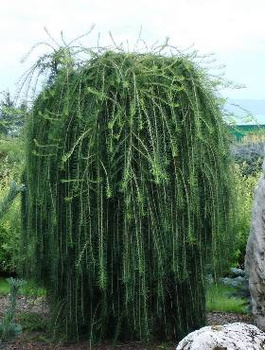 Modrzew europejski Pendula C2