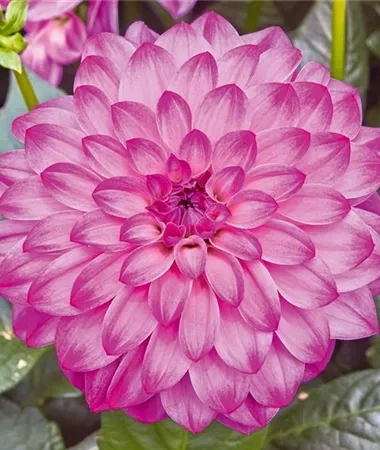 Dalia Lubega Power Violet Bicolor