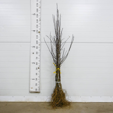 Jabłoń Red Cap Plant Pack