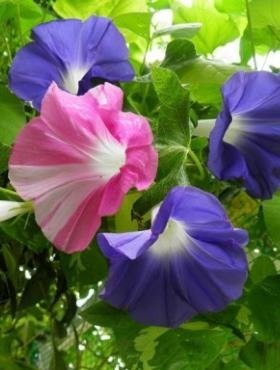 Wilec purpurowy Morning Call Mix 1g
