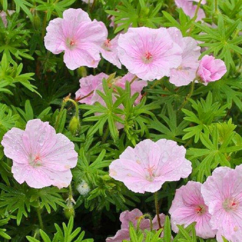 Bodziszek czerwony Pink Summer (C2)