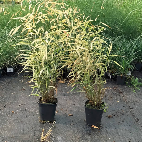 Obiedka szerokolistna River Mist (C2)