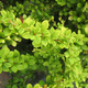 Berberys thunberga Golden Dream (P9)