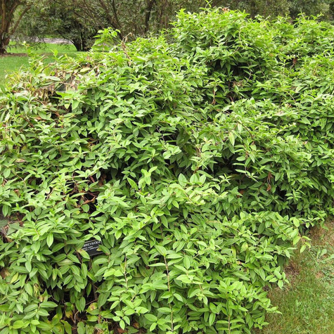 Wiciokrzew Zaostrzony (C2)