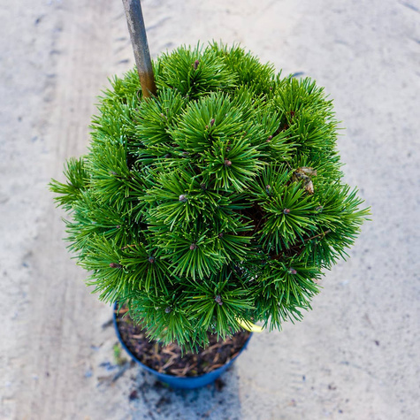 Sosna kosodrzewina Hvozdany Pa 50