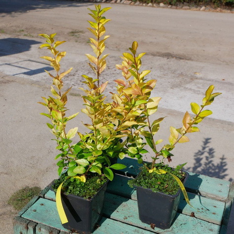 Ligustr okrągłolistny Vicaryi (P9)