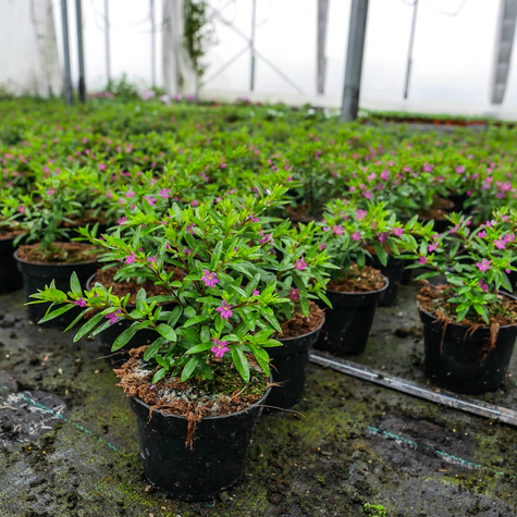 Kufea hyzopolistna różowa Mirt SADZONKA Zimozielona