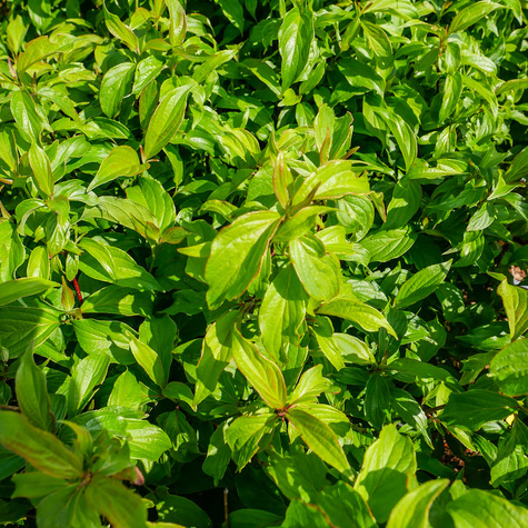 Tawuła śliwolistna Goldfire pełne kwiaty (C2)