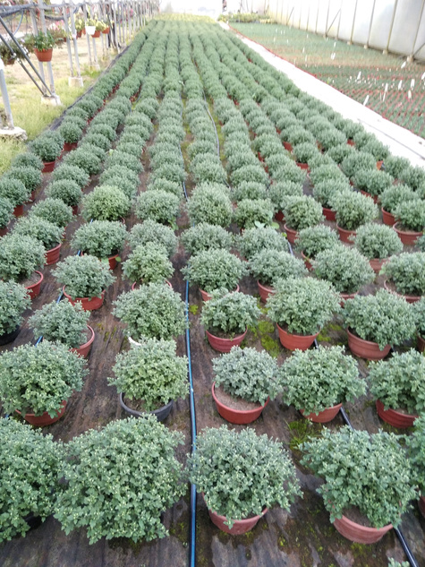 Chryzantema drobnokwiatowa fioletowa DUŻA DONICA