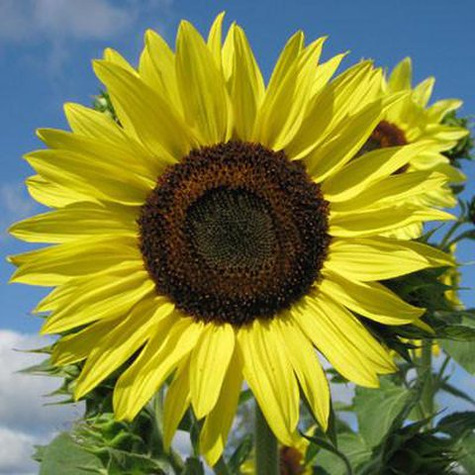 Słonecznik ozdobny Lemon Queen 0,5g