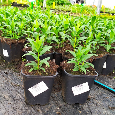 Penstemon Hartwegii Amelia Jayne (C2)