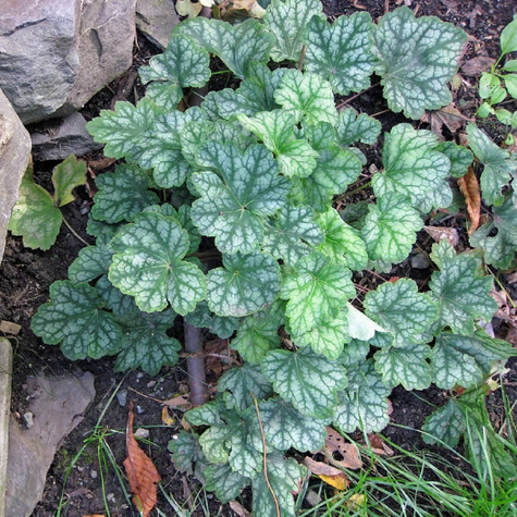 Żurawka amerykańska Dale's Strain (C2)