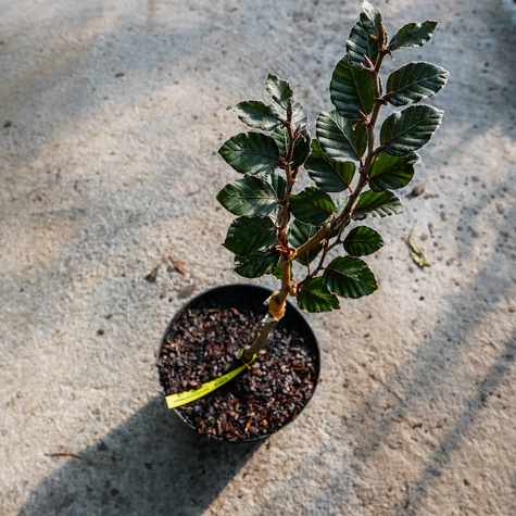 Buk kolumnowy Dawyck Purple