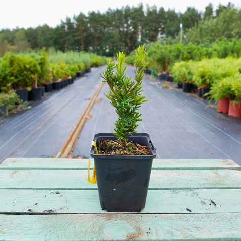 Cis pośredni Hillii (P9)