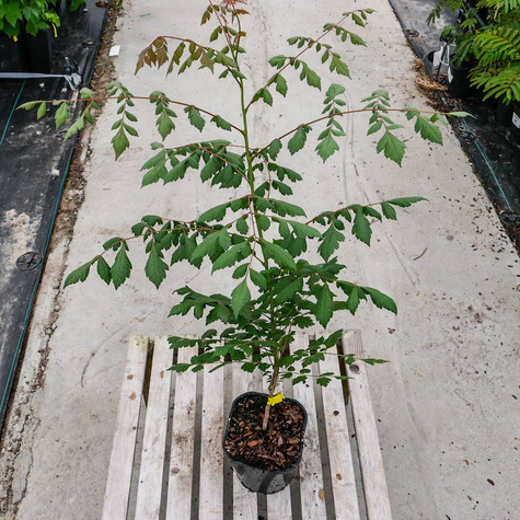 Mydleniec wiechowaty (C2)