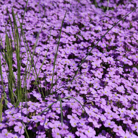 Żagwin ogrodowy niebieski (C2)