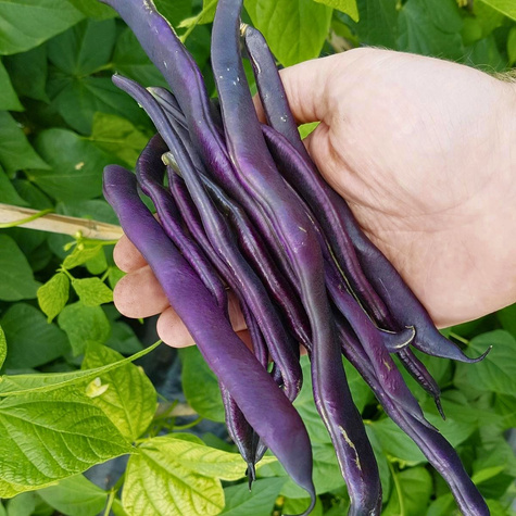 Fasola szparagowa fioletowostrąkowa tyczna Blauhilde 10g