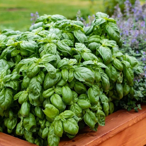 Bazylia wielkolistna (C2)