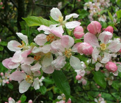Jabłoń Red Lobo Plant Pack