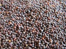 Rzepa pastewna cena za 0,2 kg