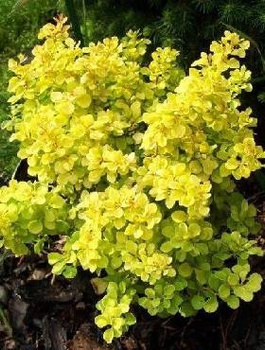 Berberys Thunberga Tiny Gold (C2)