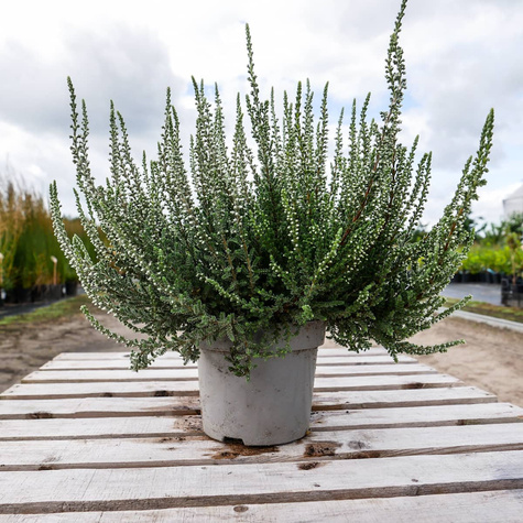 Wrzos pospolity biały kwiat liście srebrno-zielone sadzonki