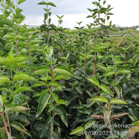 Dereń jadalny Juliusz