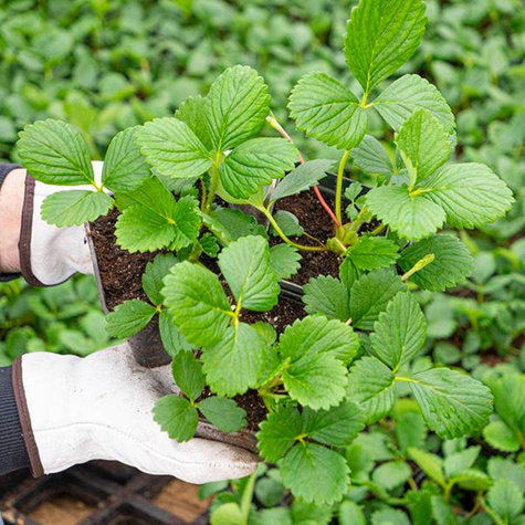 Truskawka poziomkowa Rosana powtarzająca owocowanie w doniczce