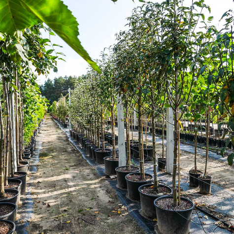 Jarząb szwedzki Brouwes