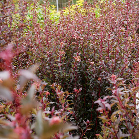 Pęcherznica kalinolistna Litle Devil Donna May (C20)