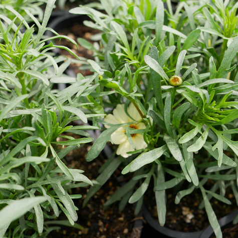 Nachyłek okółkowy Moonbeam (C2)