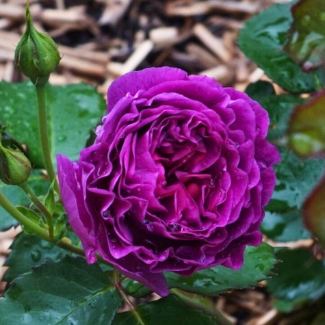 Róża rabatowa Minerva fioletowa