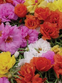 Portulaka wielkokwiatowa mix 0,5g 